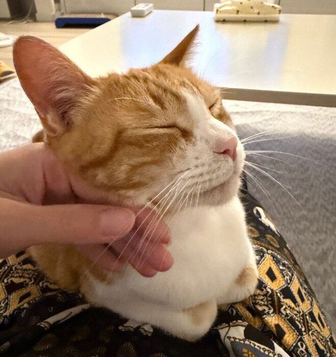 飼い主さんの膝の上でくつろぐ卍丸くん。