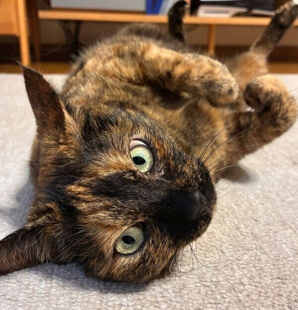 ヘソ天ポーズでカメラを見つめるチョコちゃん