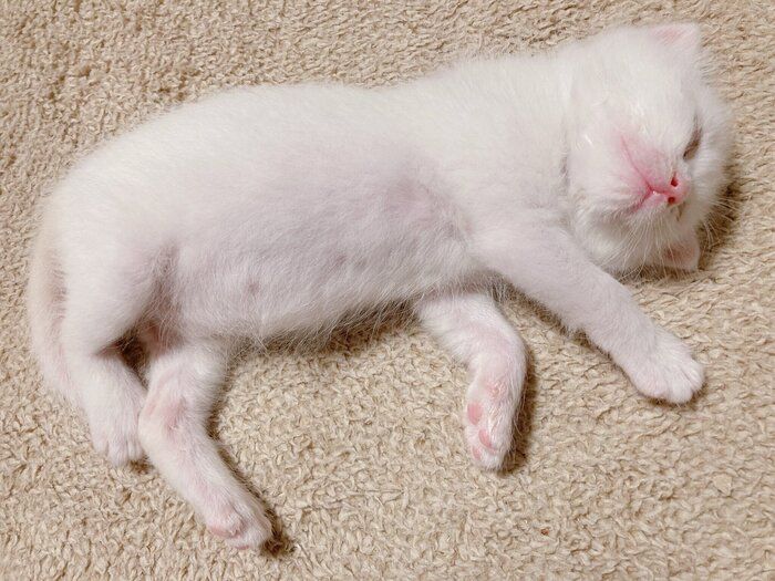 子猫時代のこちゅちゃん