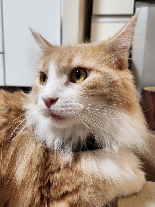 1才半のメインクーン