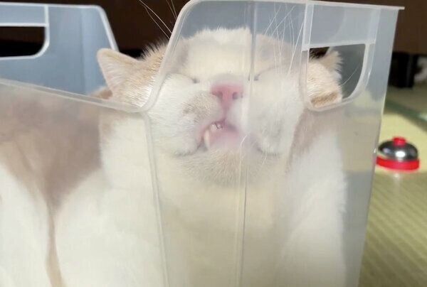 スリムなプラケースでくつろぐてんぷらくん