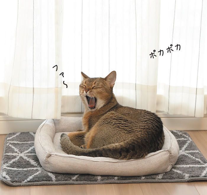 日向ぼっこ