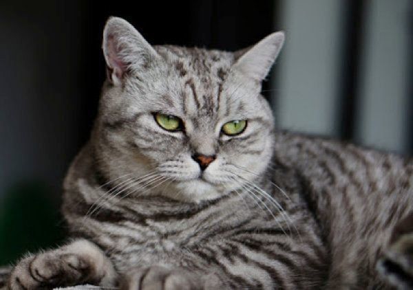 見つめる猫