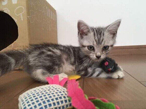 警戒する子猫