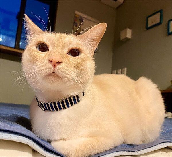 見つめるミレットちゃん