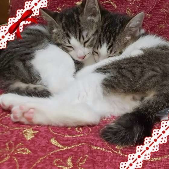猫団子