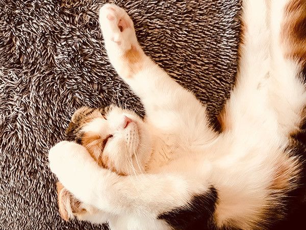眠る猫