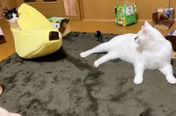 バナナから顔を出すベニちゃん
