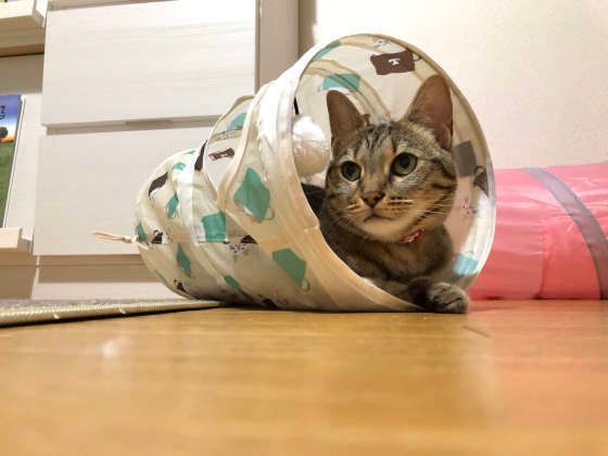 トンネルでくつろぐベンガル