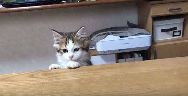 顔を出す子猫