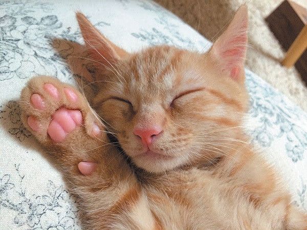 招き猫ポーズ