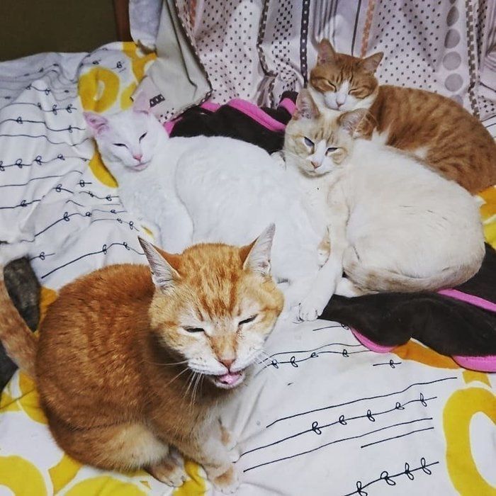 元保護猫たちの猫団子