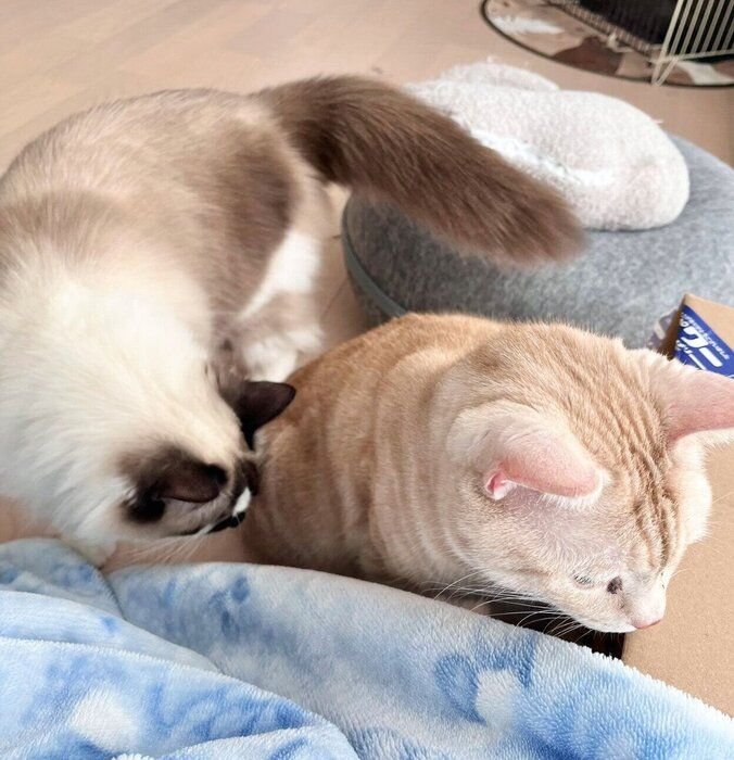 仲良し風な2匹
