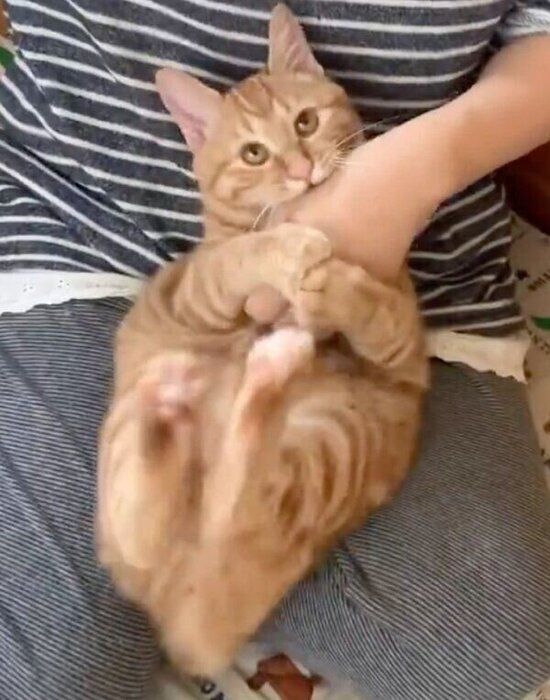 飼い主さんをガブガブする子猫時代のさっちゃん