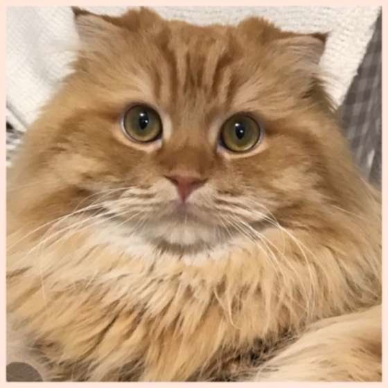 まんまるお目めのスコティッシュフォールド・ロングヘア