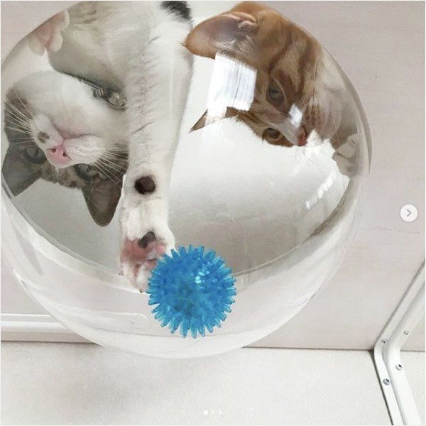 遊ぶ兄弟猫