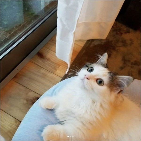 ニャルソック
