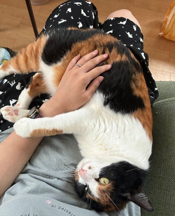 とろけるてぃらのちゃん