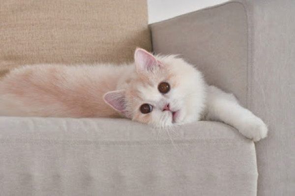 猫の性格
