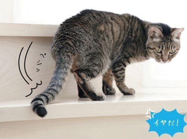 猫からのNOサインとは