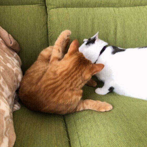 まるくんの猫パンチ