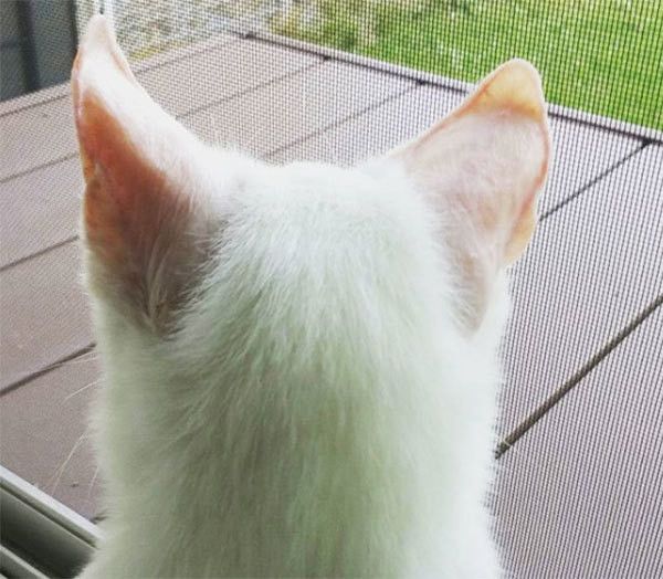 前を向く猫