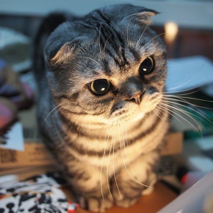 @tacos_cat