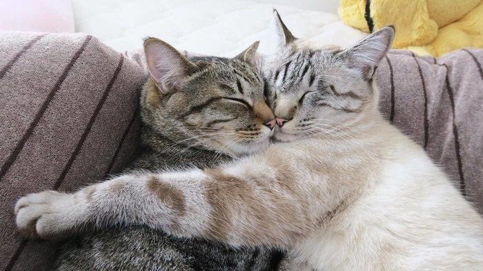 くっついて寝る猫兄弟1