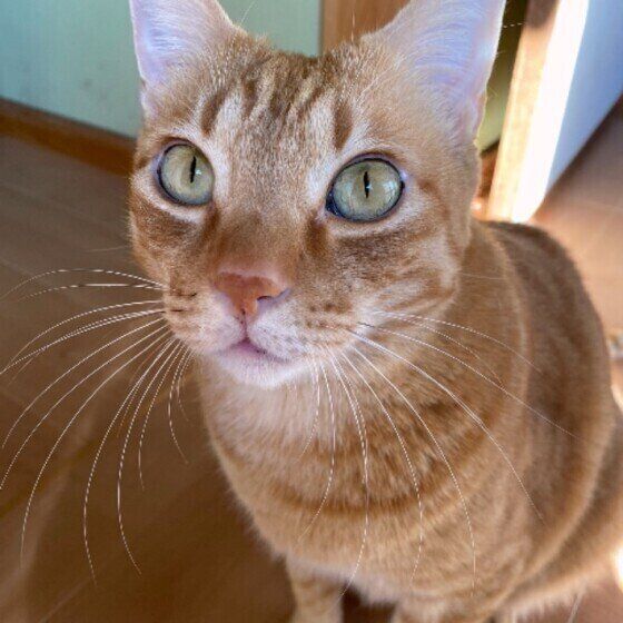 おヒゲの長い茶トラ