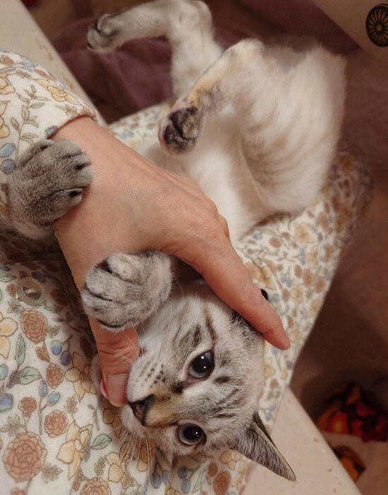 甘えるルナちゃん