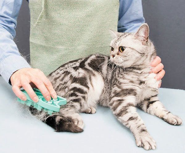 ブラッシングされる猫
