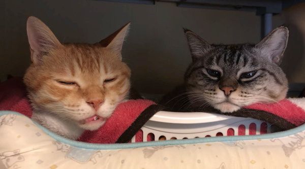 眠気と闘う猫