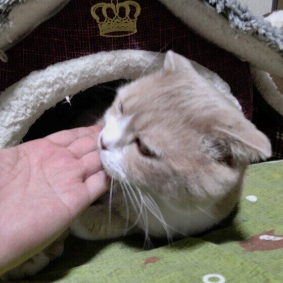 スコティッシュフォールド　ミーくん