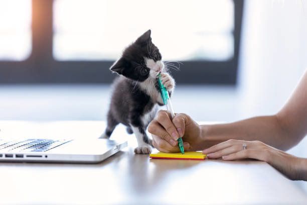 飼い主が彼と一緒にメモを書いている間、ペンの先端を噛むかわいい猫。