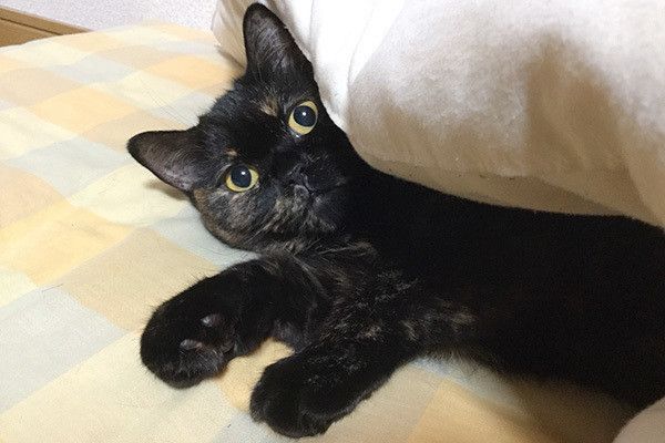 見つめる猫