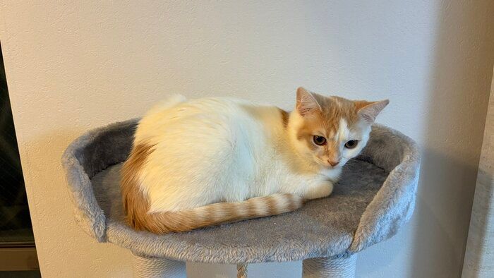 キャットタワーの上でくつろぐマンチカン