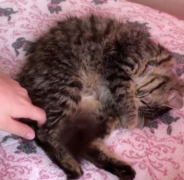 眠る猫