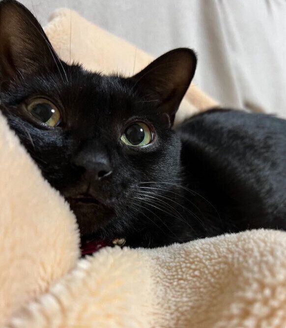毛布の上でくつろぐ猫