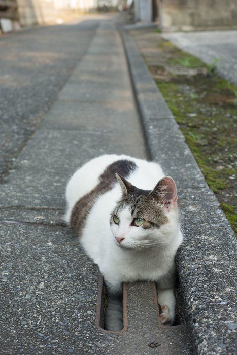 ©Masayuki Oki