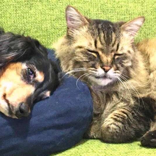 仲良く寄り添う犬と猫