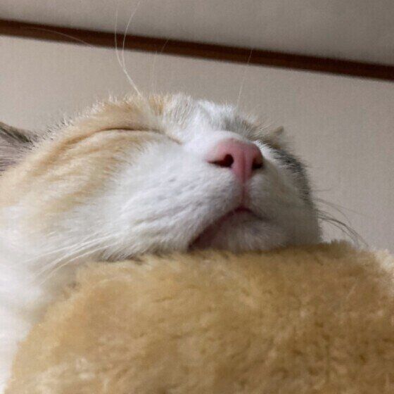 MIXミケのレイちゃん