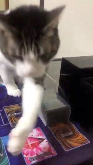 カードを引かせたくないむーみんちゃん