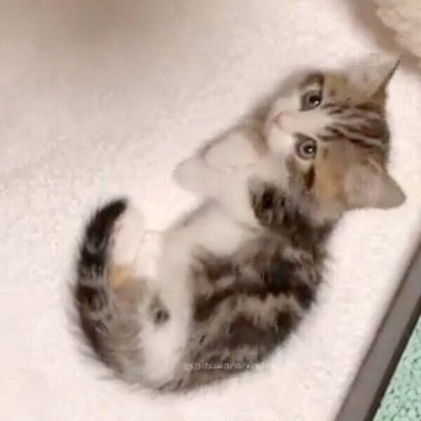 自分のしっぽを「おもちゃ」のようにして遊ぶ子猫 行動から読み取れる