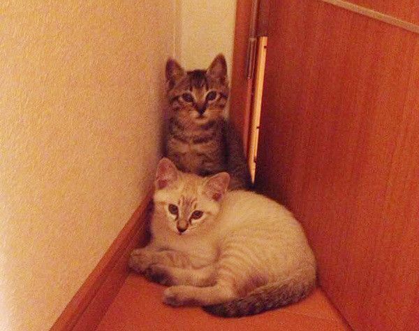 集まる猫