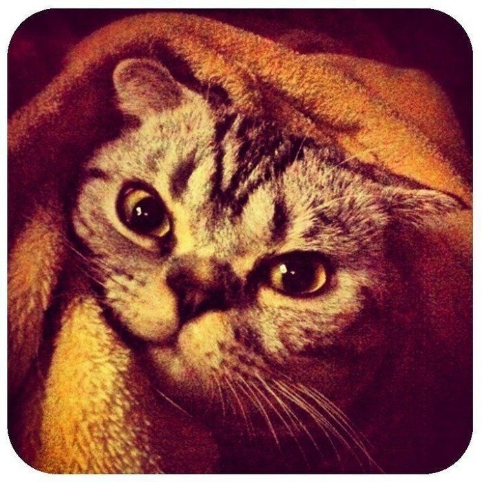 @tacos_cat