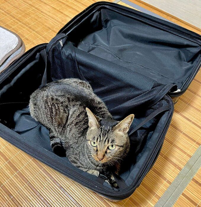 スーツケースの中でくつろぐ猫