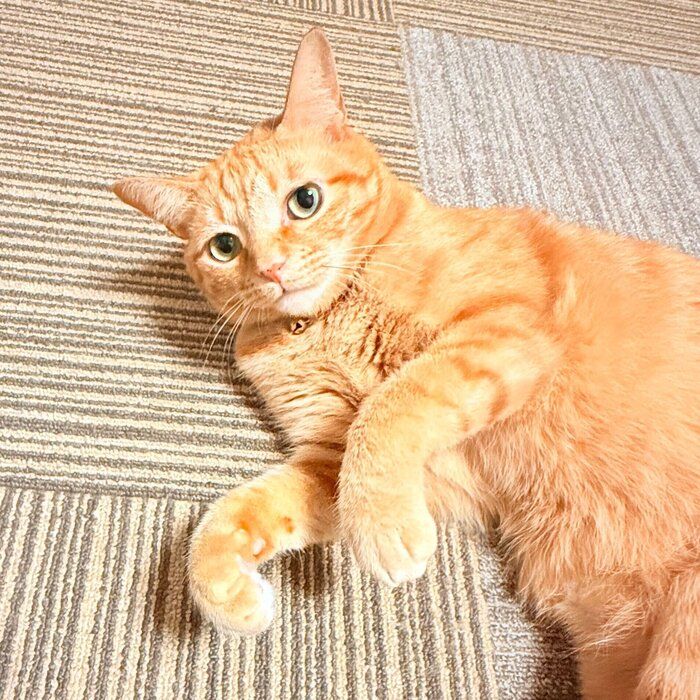 リラックスしている猫