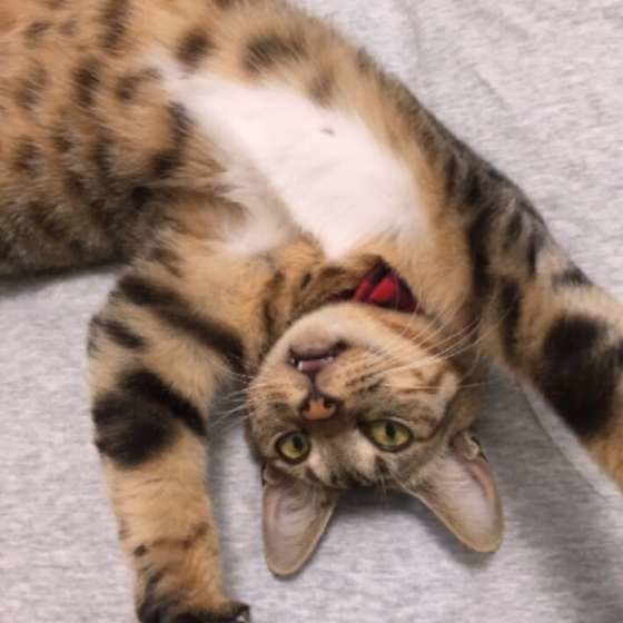 ヘソ天する猫