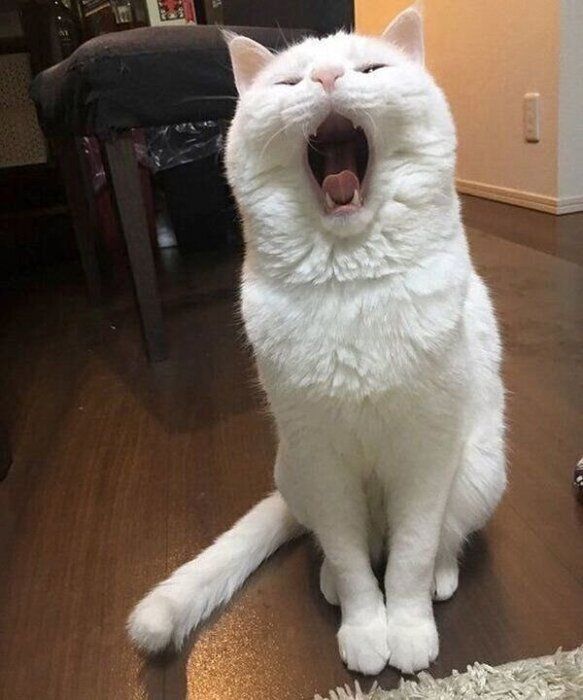口を開けるハク様
