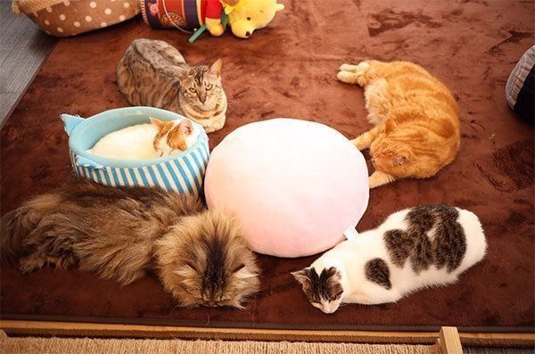猫カフェ&ギャラリーGATOの猫ちゃんたち